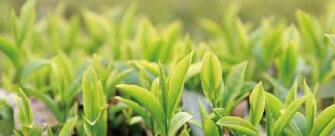 廣西西林京桂古道茶業(yè)公司怎么樣？是國(guó)企嗎？和廣西農(nóng)墾集團(tuán)啥關(guān)系？